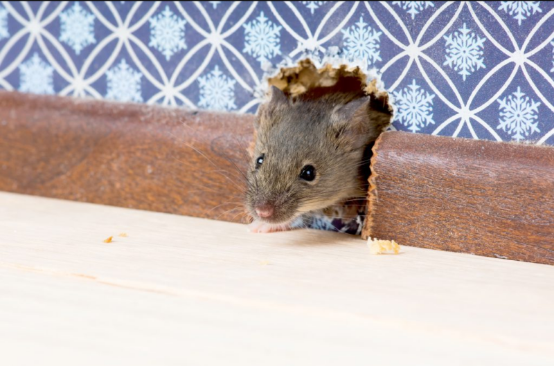 How To Prevent Mouse Rat Infestation, Do Mice Like Basements